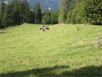 Begruenung